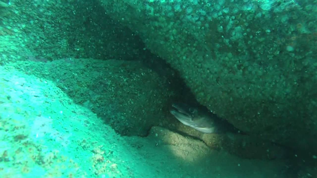 Itxas Dive - Arribolas 29-5-2012