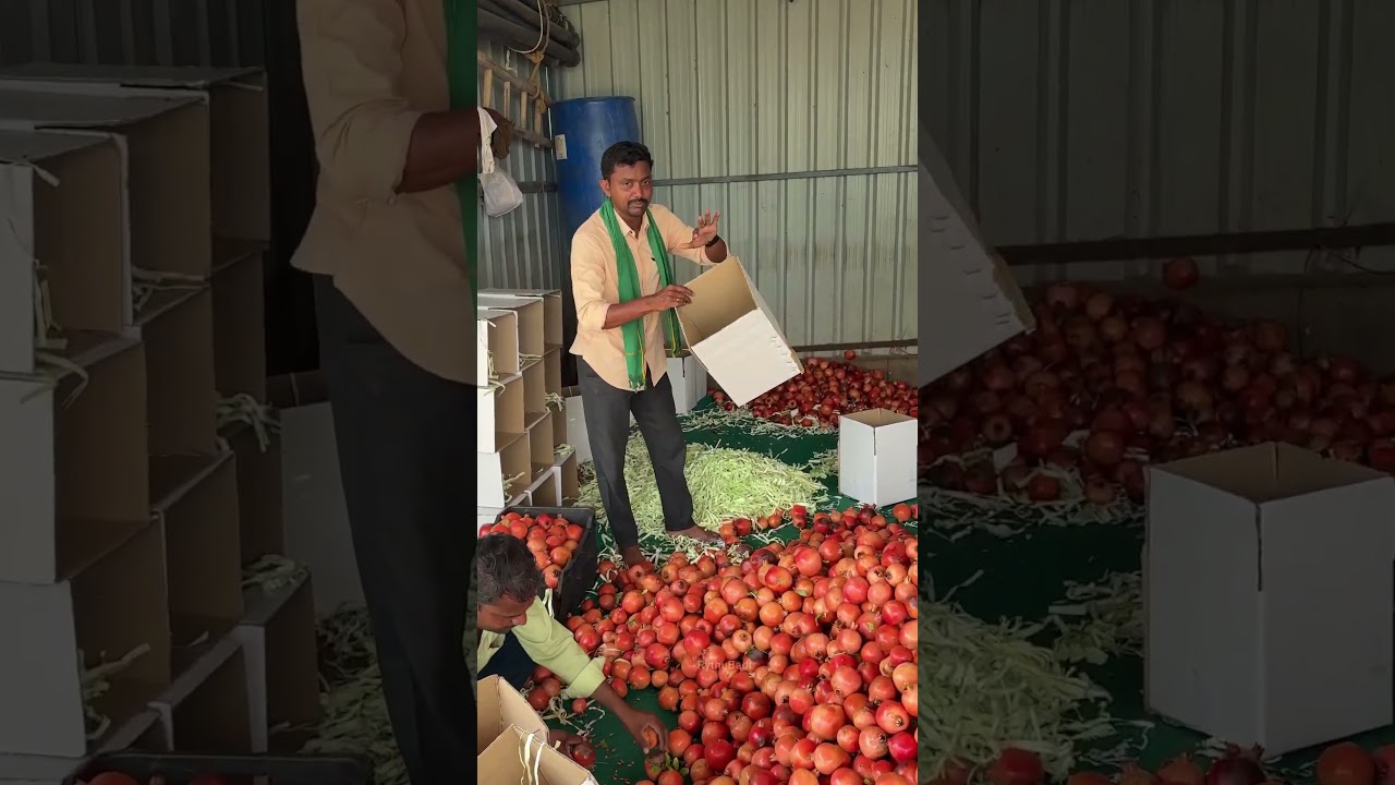 దానిమ్మ పండ్లు సొంత మార్కెట్ #pomogranate  #rythubadi #farming #agriculture #danimma