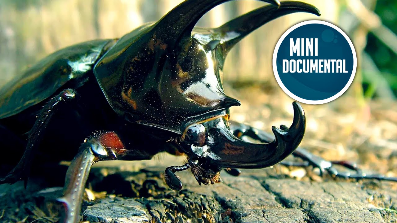 Escarabajo rinoceronte (mini documental)