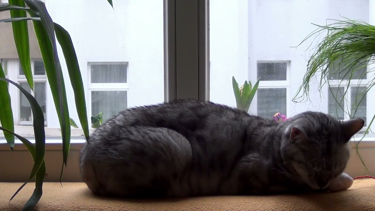 Luna the Cat Sleeping by the Window 🐱☀️ | Early Afternoon Winter Light in Berlin (1 Hour)