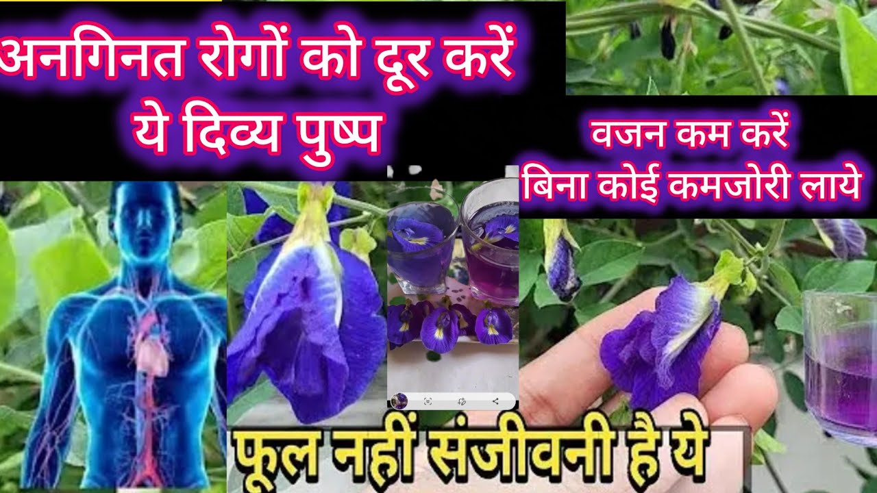 10 असाध्य रोगों से बचने के लिए इस तरह करें अपराजिता के फूलों का सेवन // Herbel butterfly pea tea 🍵 