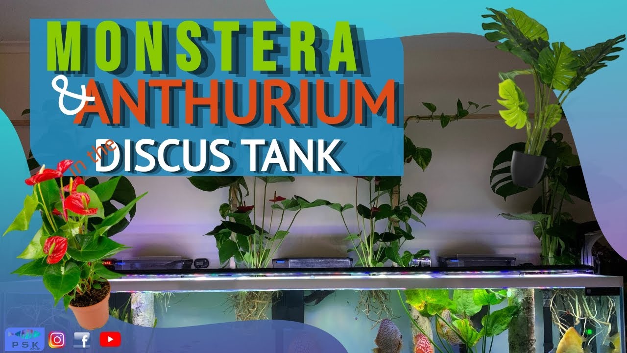 MONSTERA and ANTHURIUM HYDROPONICALLY in THE DISCUS TANK