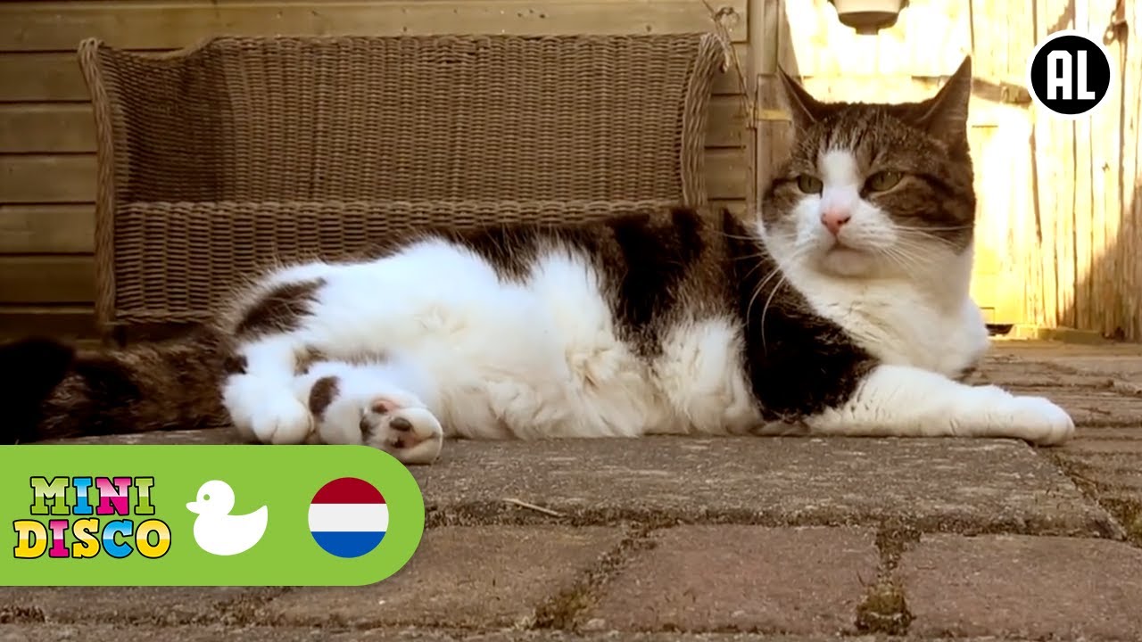Waar Is de Poes | Kinderliedjes | Op de Boerderij | Minidisco