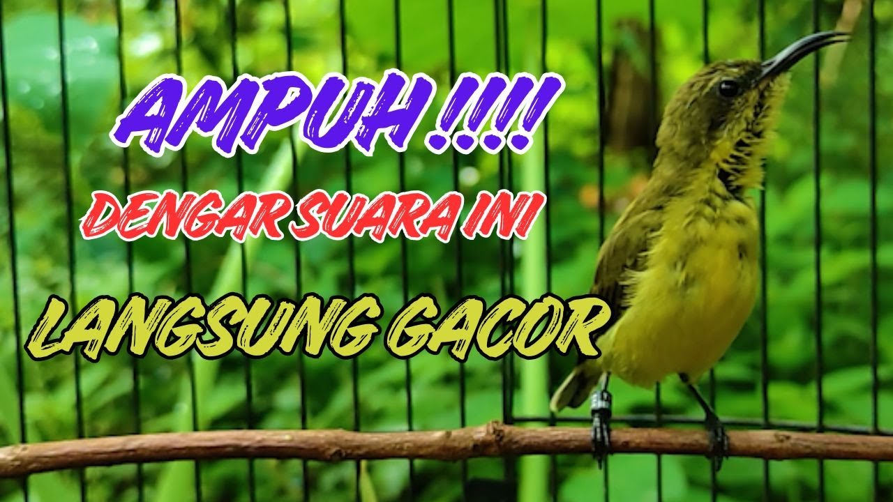 SOGON BETINA GACOR MEMANGGIL JANTAN, LANGSUNG RESPON DAN GACOR #PART 150