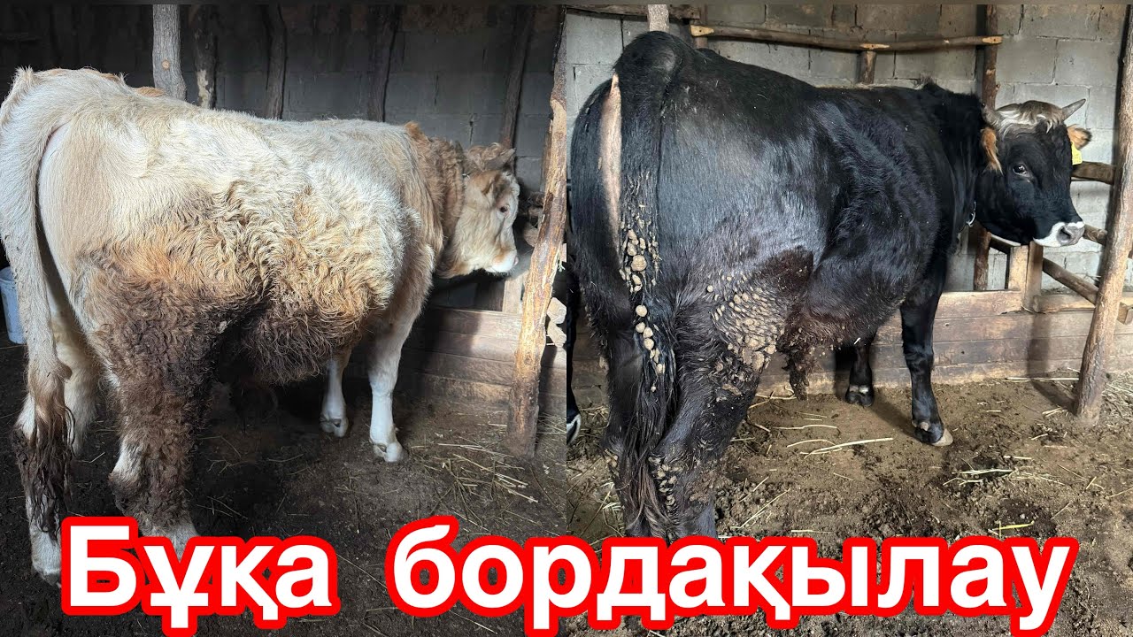 Бұқа бордақылау. Жем шөп мөлшері. Артық шығынсыз байлау әдісі