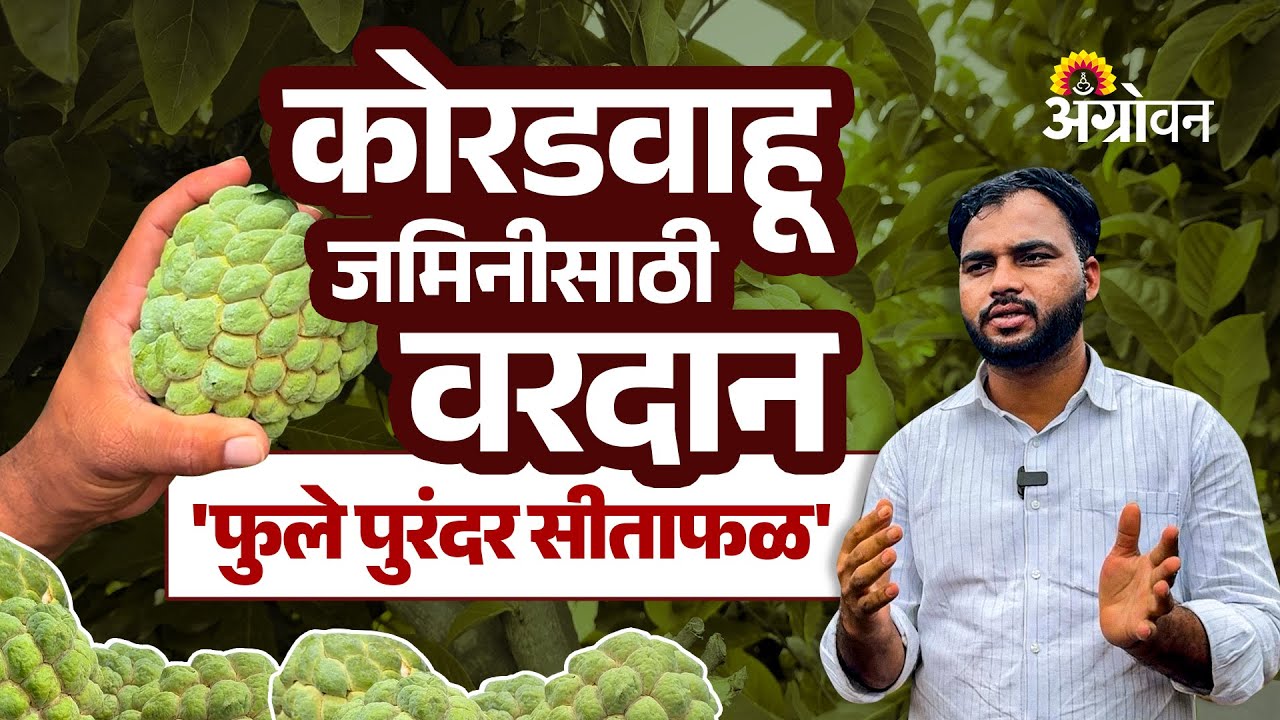 Custard Apple Farming: सीताफळ शेती खरंच फायदेशीर ठरते का? कोणतं वाण बेस्ट? Farmer Success Story