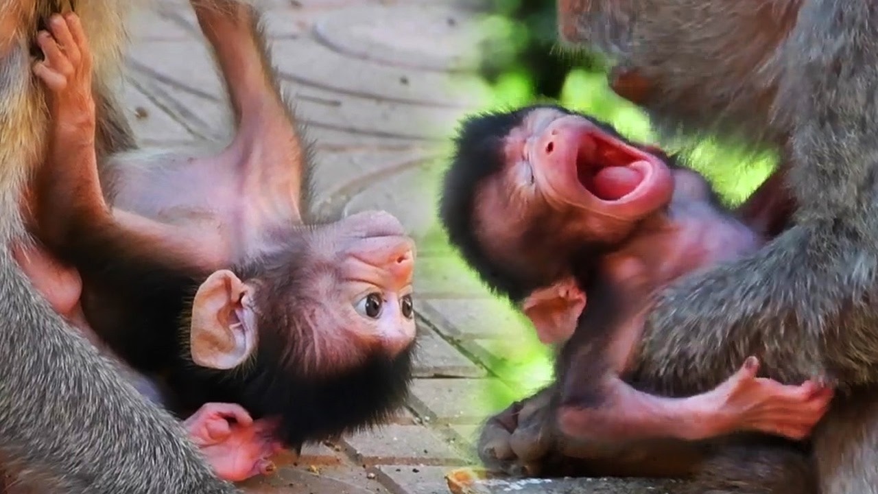 Top Moments of Adorable Old Mommy Monkey Takes Care Of Her Baby