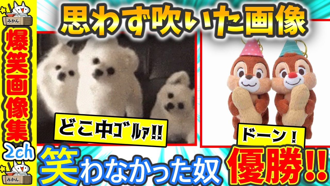 【声出たw】腹筋壊れる面白GIF見て震えて眠れ!!【2ch】