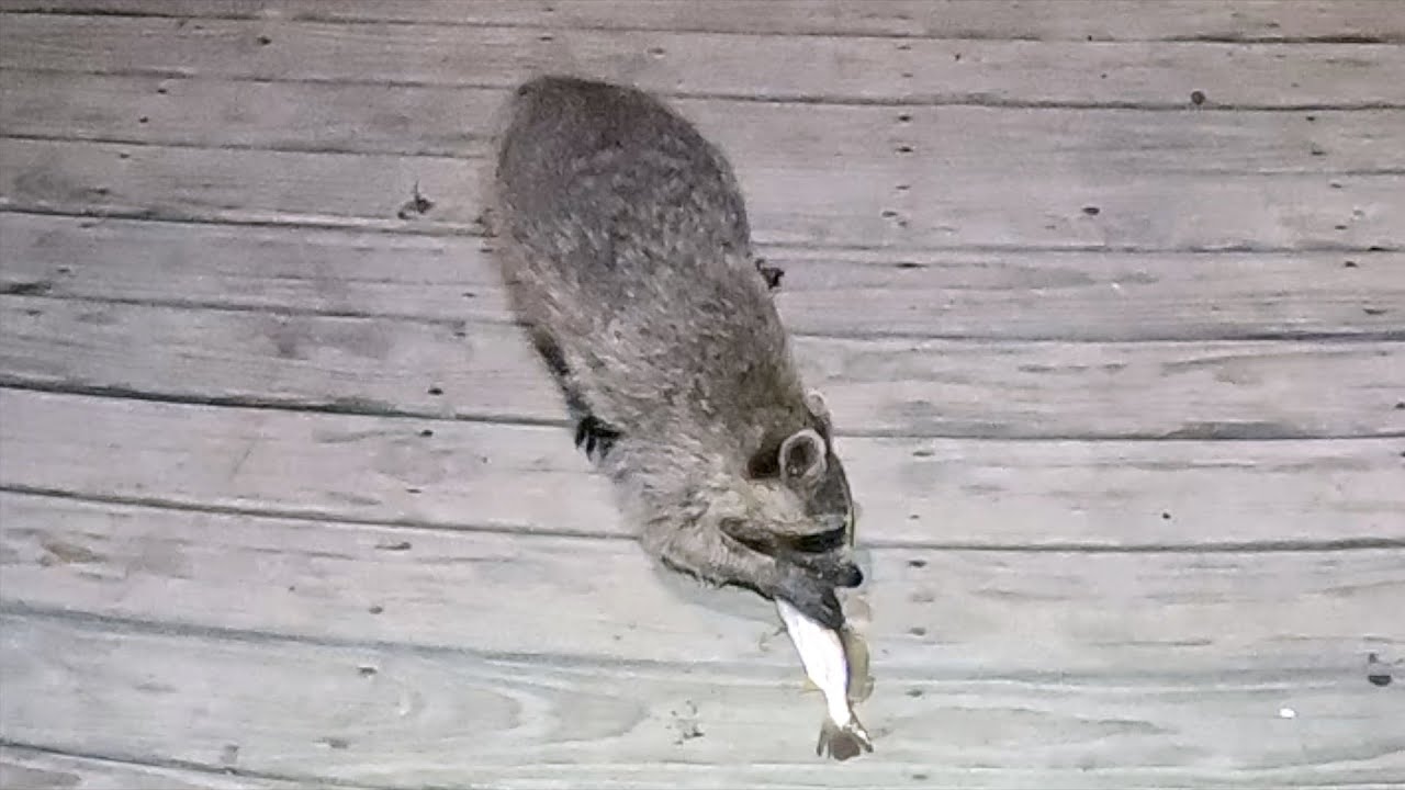 Fishing And Feeding Rocky The Raccoon