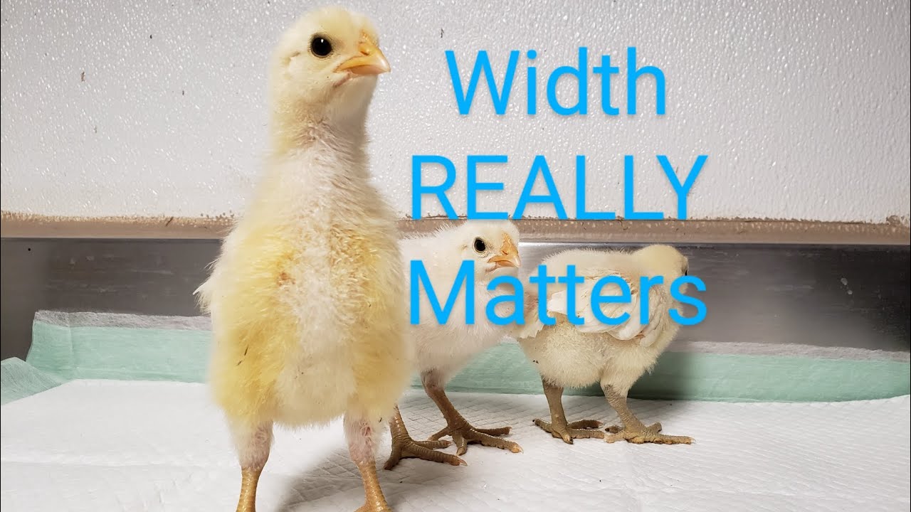 Dual Purpose Poultry - The most important trait to select for!