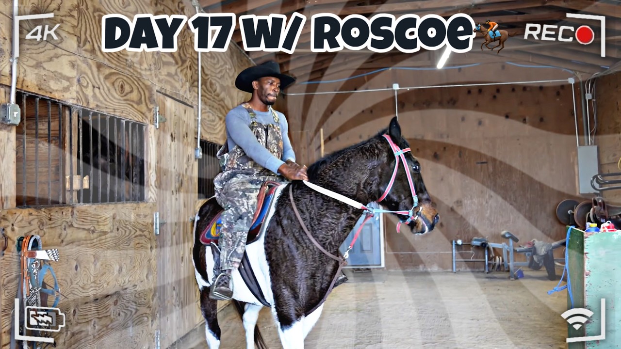 В этот раз он меня не попытается испытать! | День 17. Обучение моего нового коня Роско.