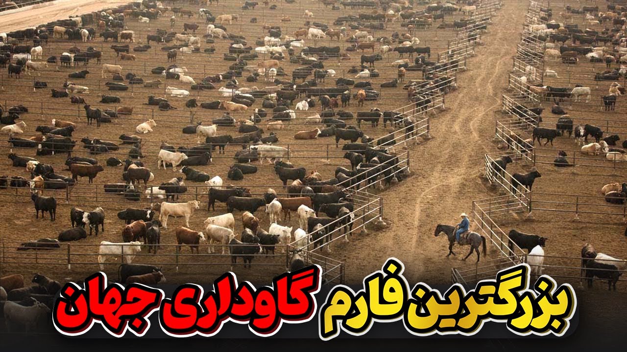 نگاهی به مزرعه‌ای با ۱۰۰ هزار گاو شیری در چین