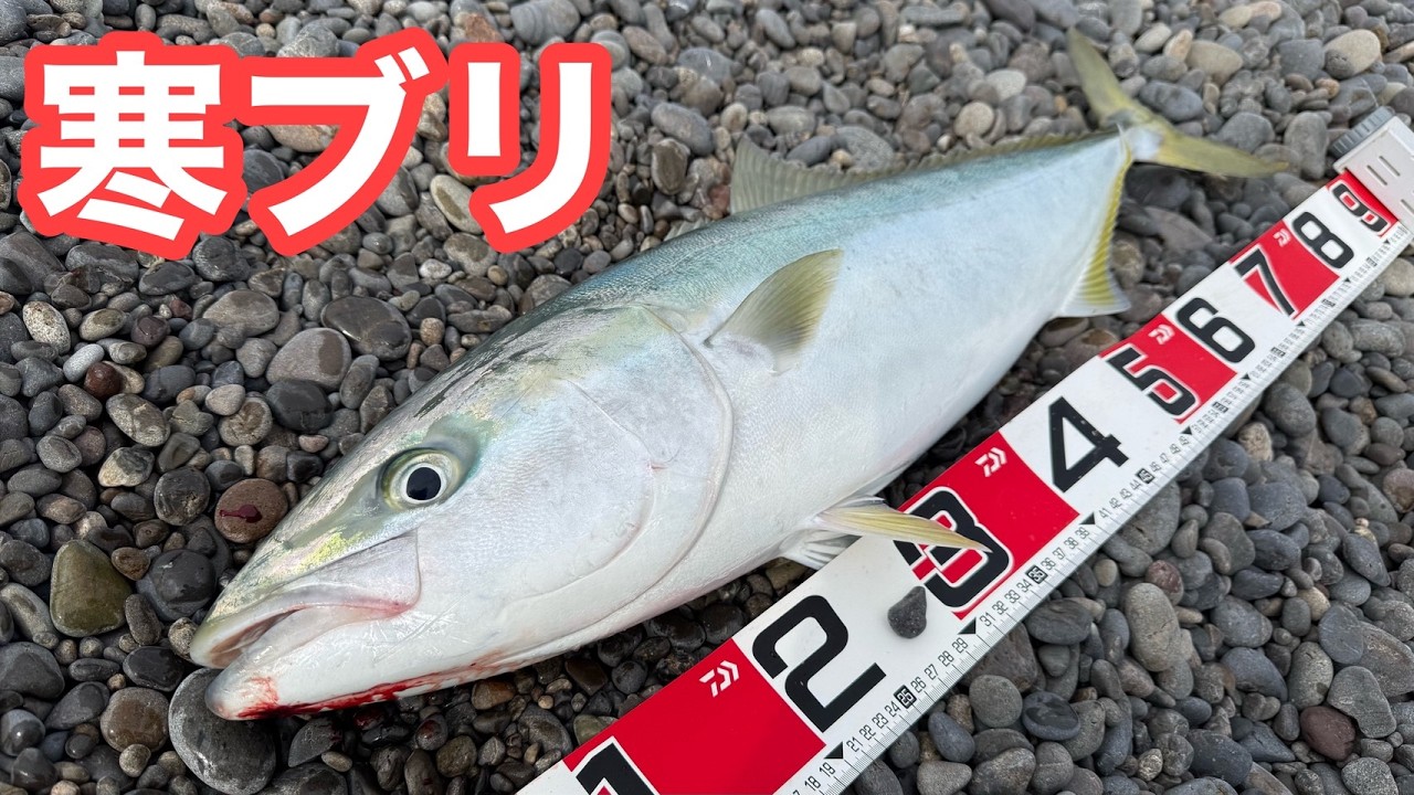 【寒ブリ】初物ブリ狩ったで〜！ヒット連発で走り回る激アツの夜明けでした【ショアジギング/飲ませ釣り/ヤエン】