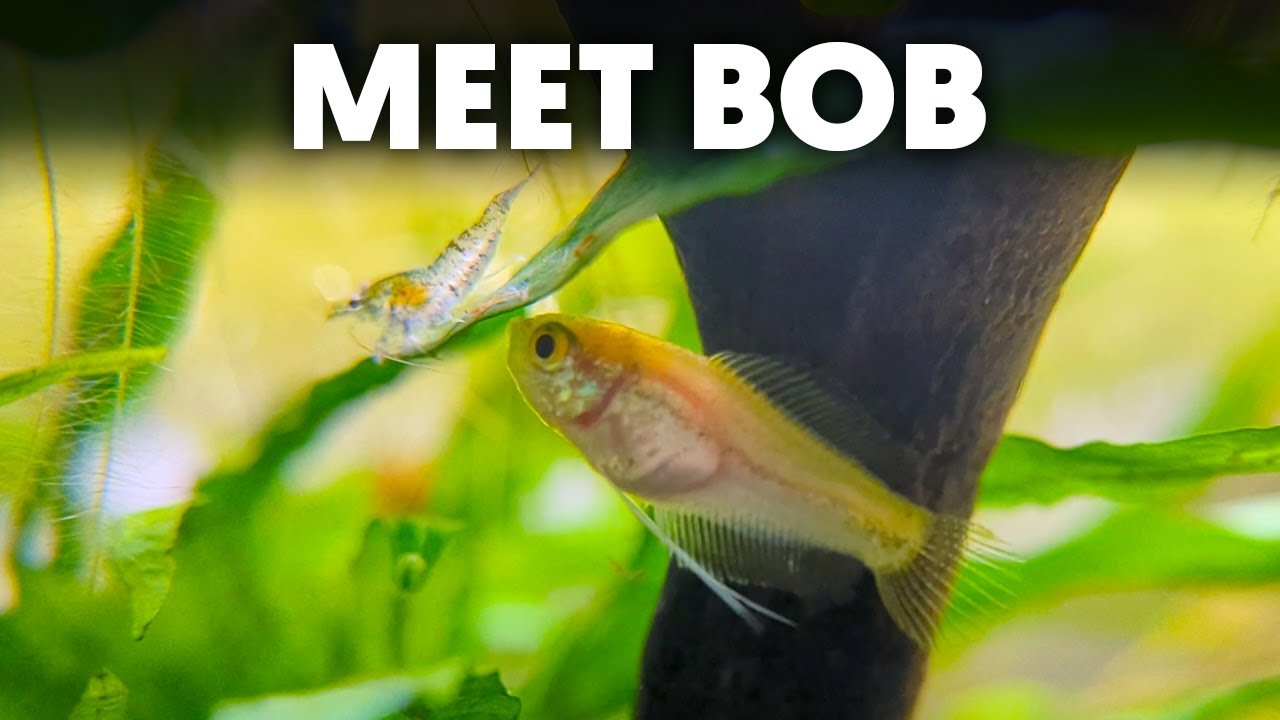 Blue Velvet Shrimp & Honey Gourami 🦐 🐟 Life In My Nano Shrimp Tank