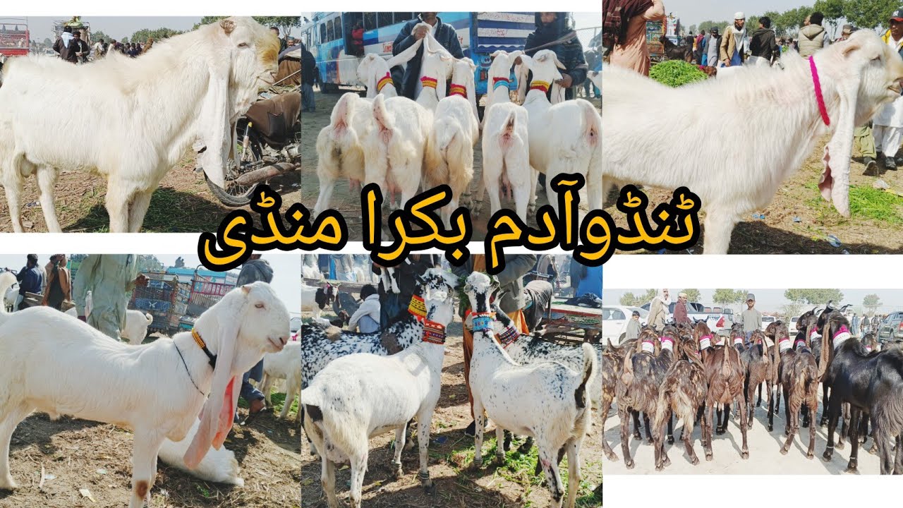 Tando Adam bakra mandi New Latest Today Update 1 24 2026