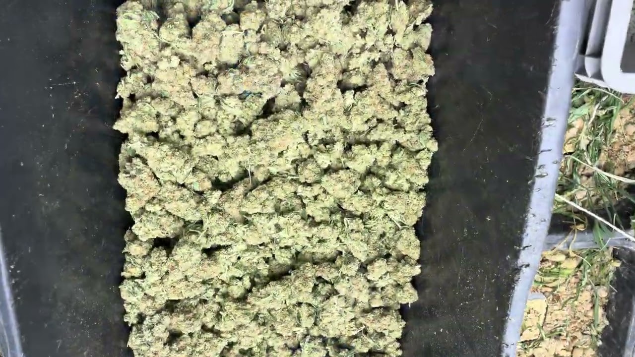CRAZY YIELD | Harvest Day | Automatic Flood & Drain Grow Table | LIMBO HOLLAND
