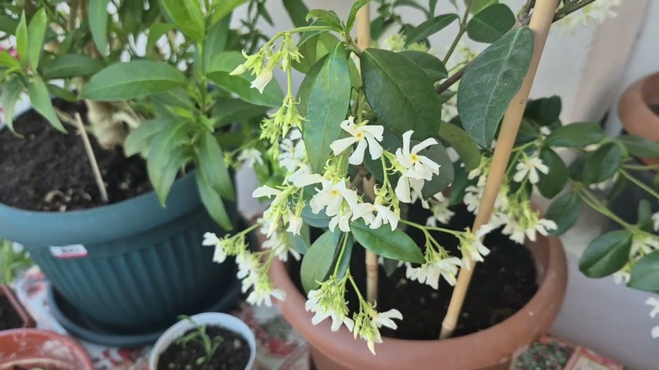 Yıldız Çiçekli Yasemin-Trachelospermum jasminoides hakkında bilgiler