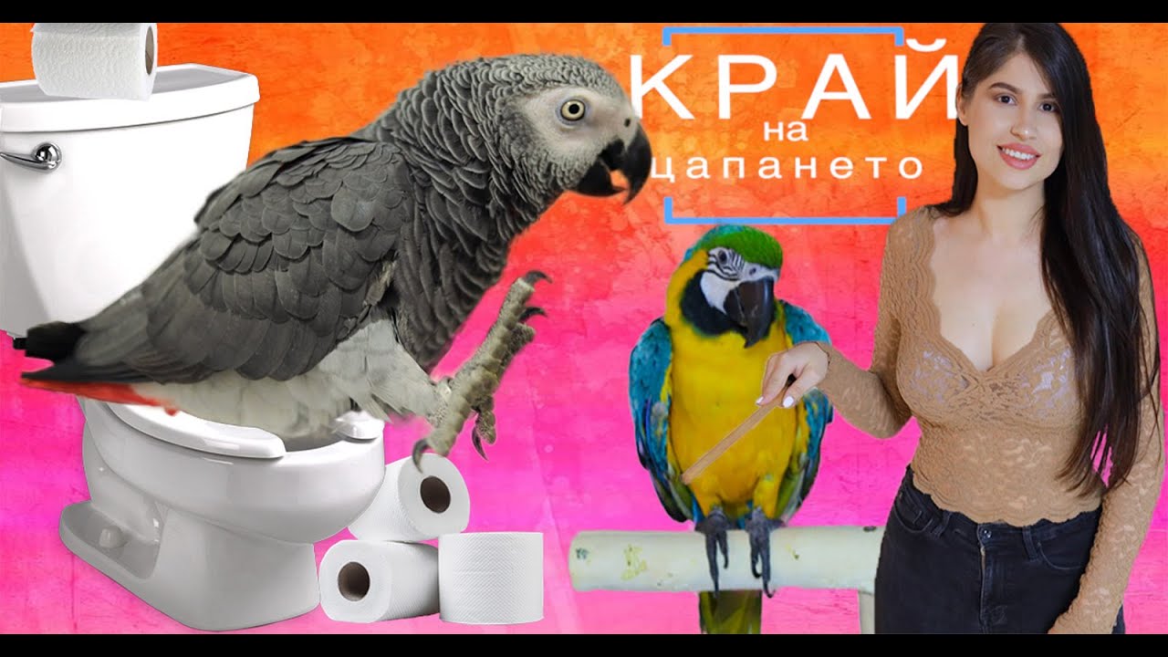 ♨ КАК ДА НАУЧИМ ПАПАГАЛ ДА АКА НА КОНКРЕТНО МЯСТO?!/Дресиране/POTTY TRAIN PARROT!