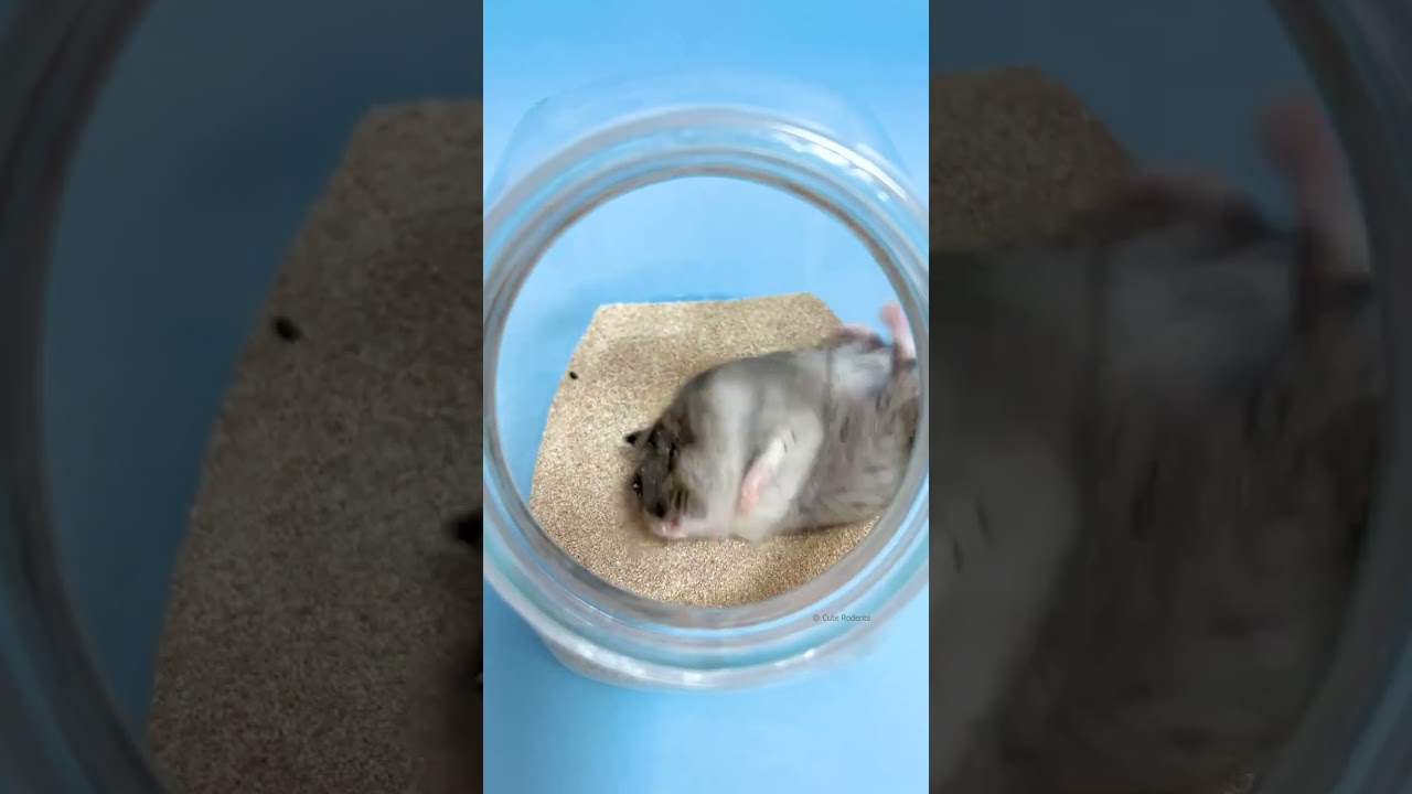 Cute hamster Sand Bath 🐹 #cuterodents