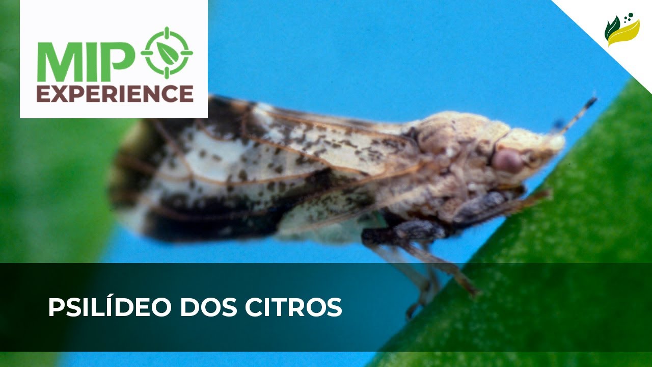 Psilídeo dos citros