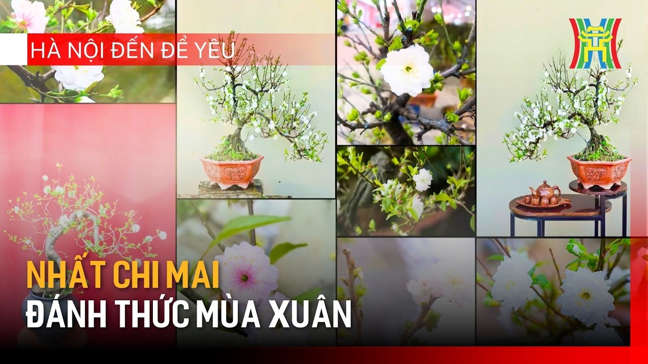 Nhất Chi Mai – đánh thức mùa xuân | Hà Nội đến để yêu