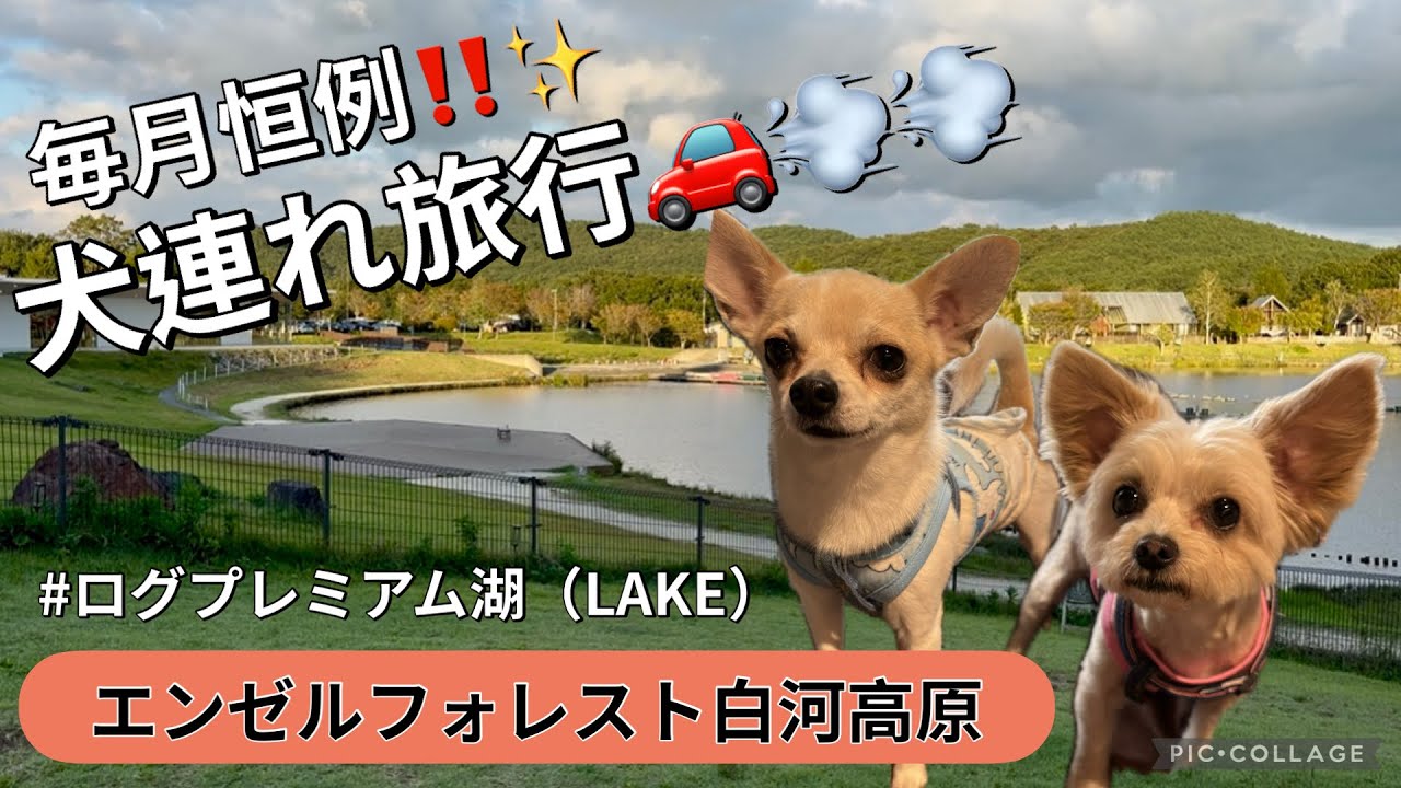【犬旅】エンゼルフォレストで愛犬と共に癒されて来ました。