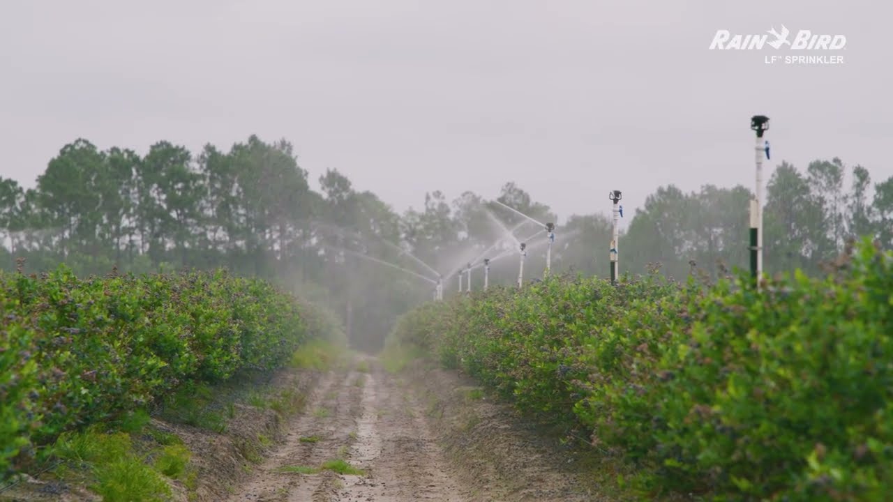 Saving Water and Money - Benefits of the Rain Bird LF Low Flow Sprinkler Solution