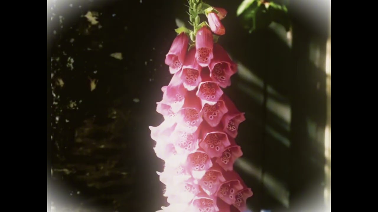 SUMMER IS GONE | Official Teaser