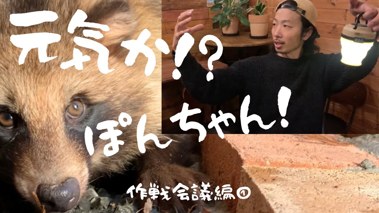 【たぬき】元気か⁉︎ぽんちゃん！　【作戦会議編①】　たぬきのぽんちゃん
