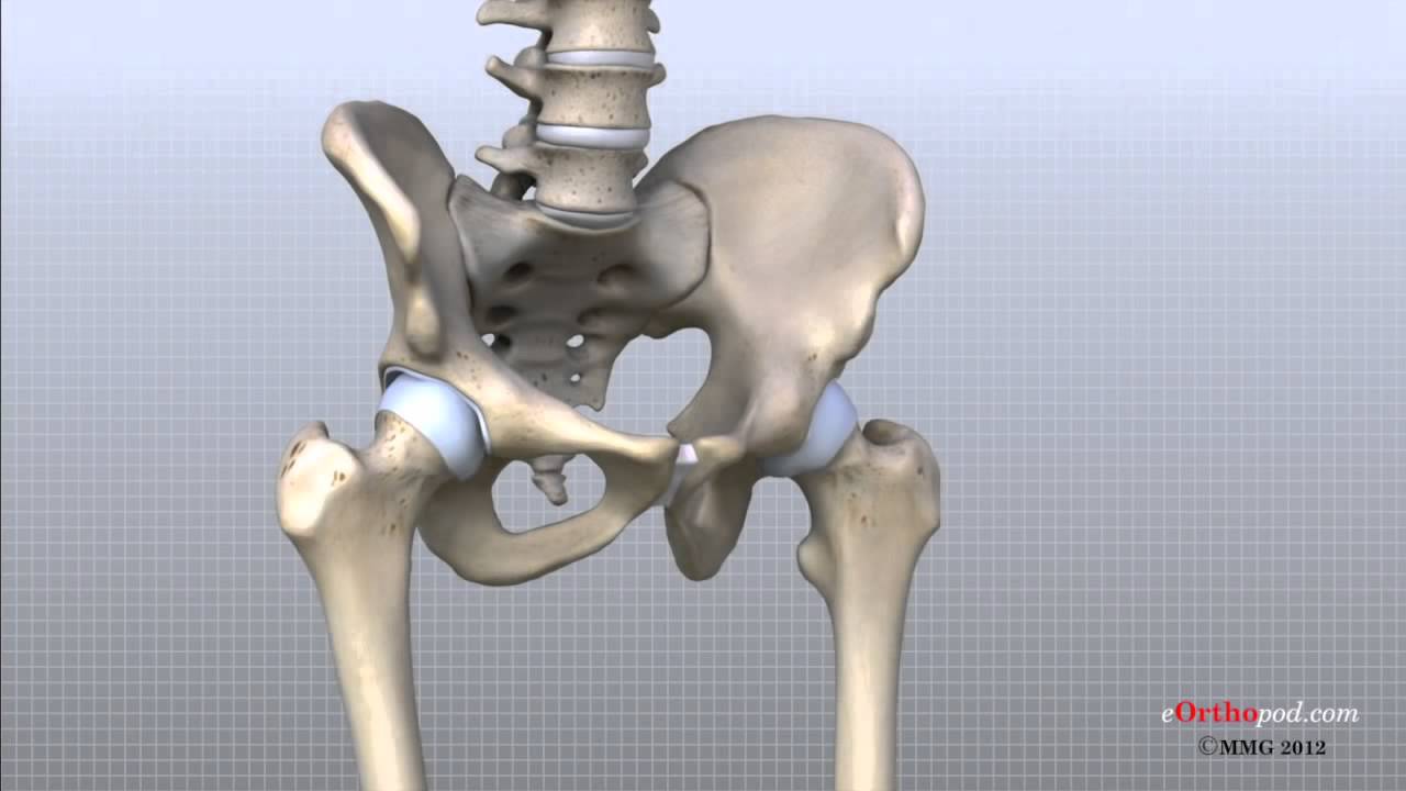 Heup anatomie