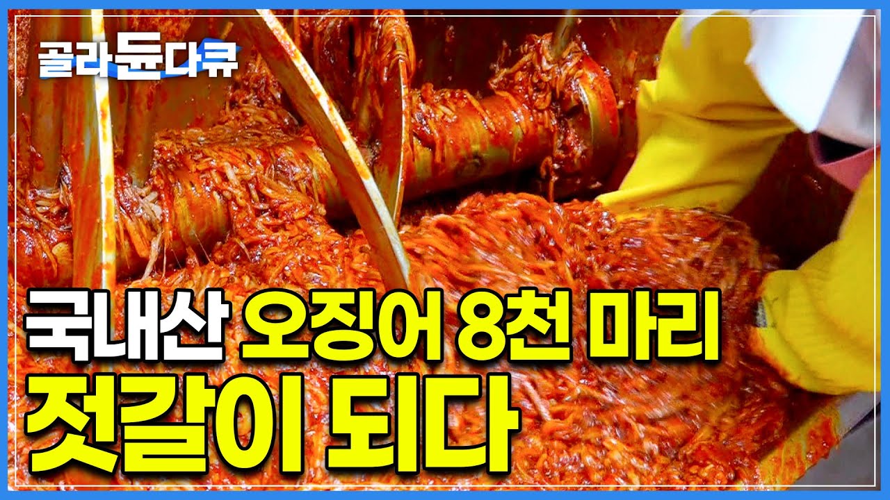 부산 감천항에서 귀하게 모셔온 국내산 오징어 8천 마리가 오징어 젓갈이 되는 과정│젓갈 공장│식품공장 │극한직업│#골라듄다큐