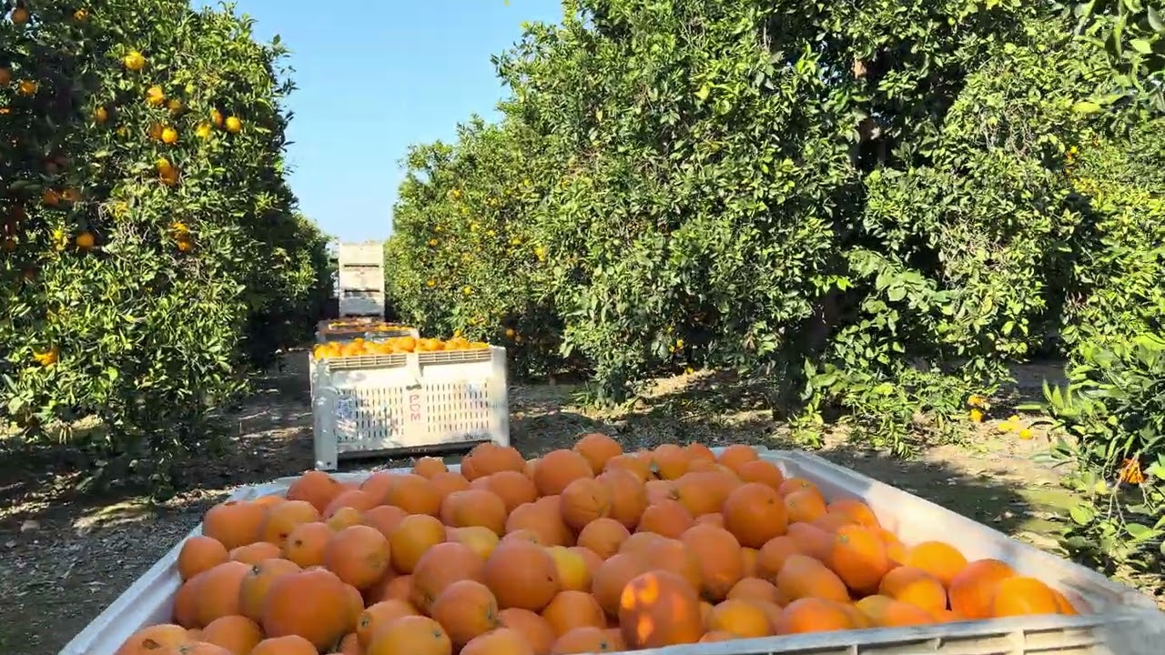 Así son las cosechas de California ￼