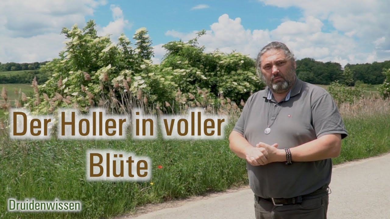 Der Holler in voller Blüte