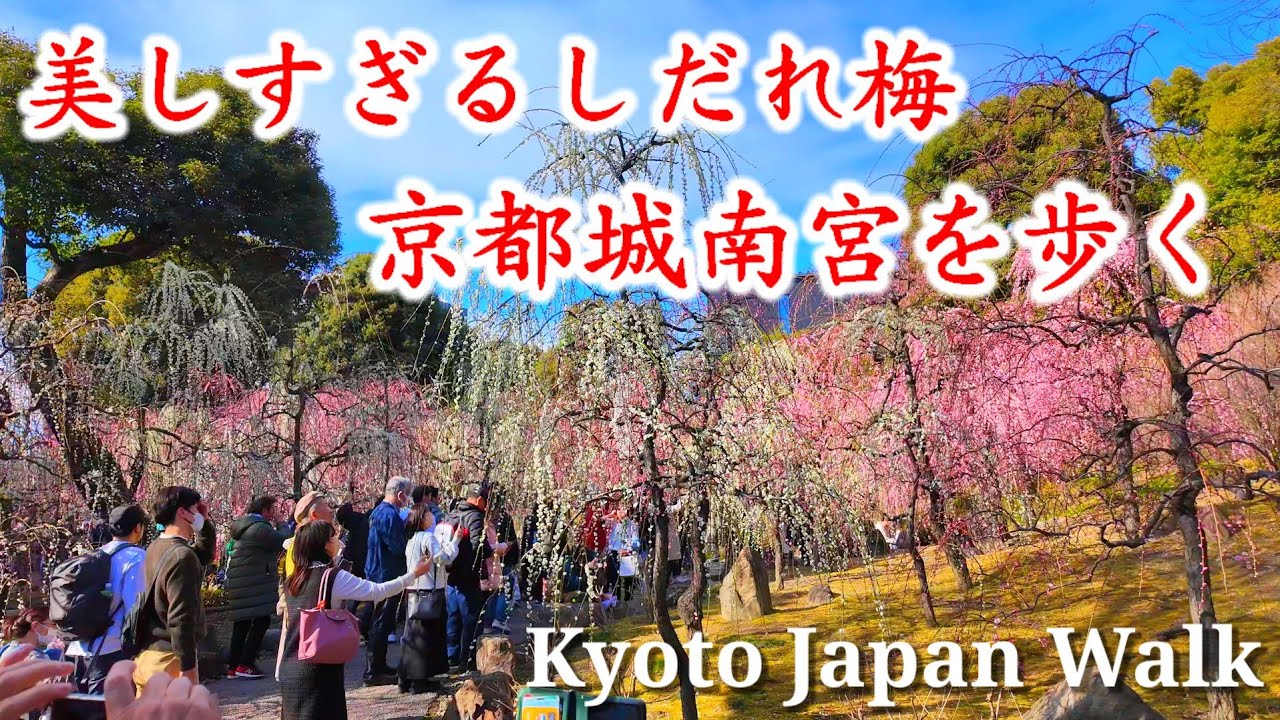 2/17(土)春の陽気としだれ梅 京都城南宮【源氏物語花の庭】を歩く【4K】Kyoto Japan walk