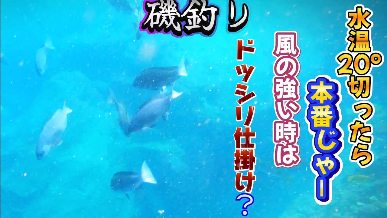 【磯釣りの聖地で】尾長チャレンジ‼️いろものハンター❔(^-^)グレめっちゃおるやん💕