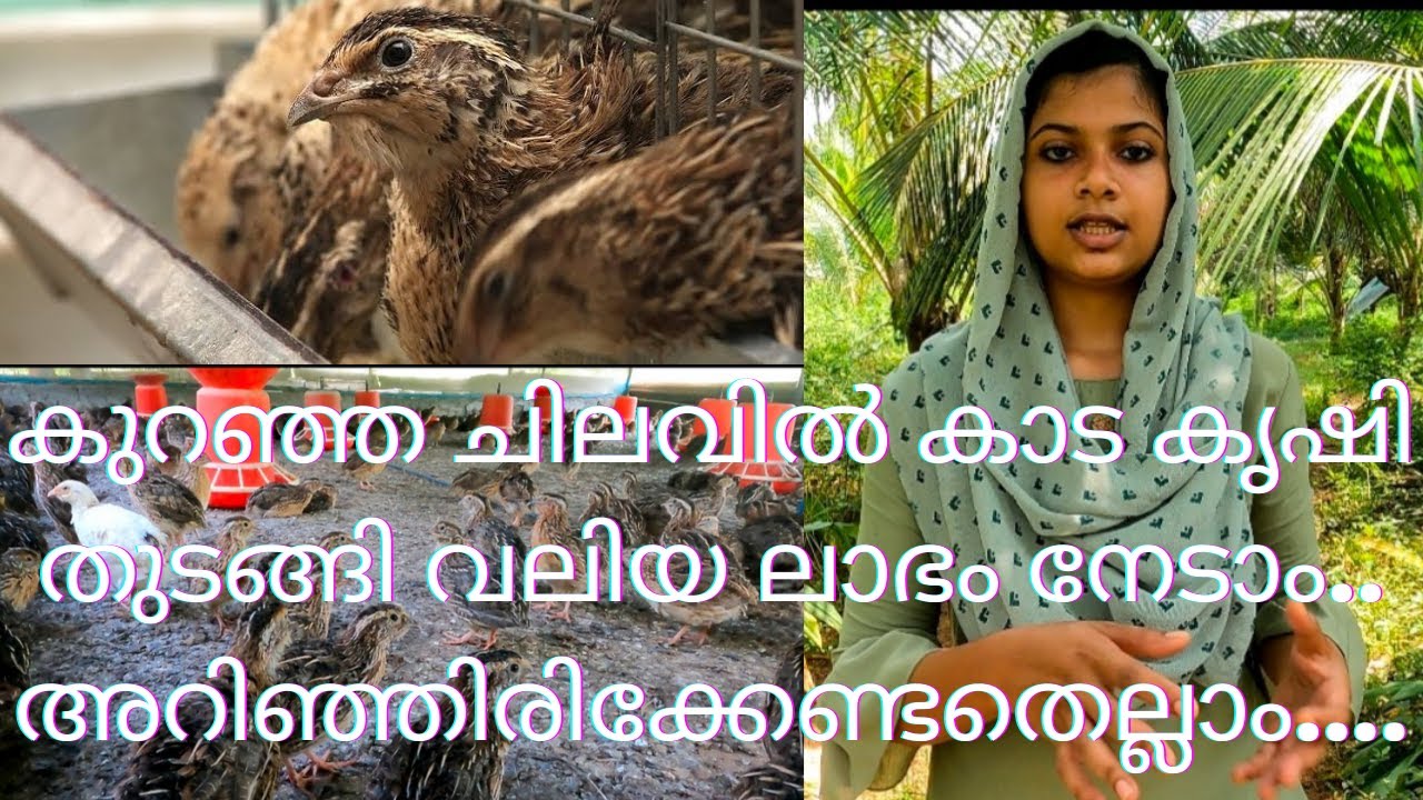 കുറഞ്ഞ ചിലവിൽ കാട കൃഷി തുടങ്ങാം....Starting Quail Farm Kaada  Valarthal Mlayalam