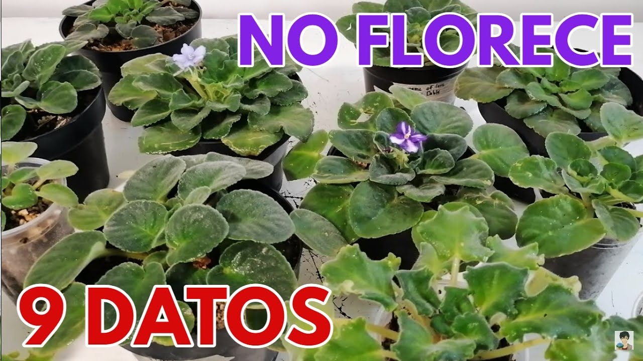 porque no florece mi  violeta africana 9 datos importantes chuyito jardinero