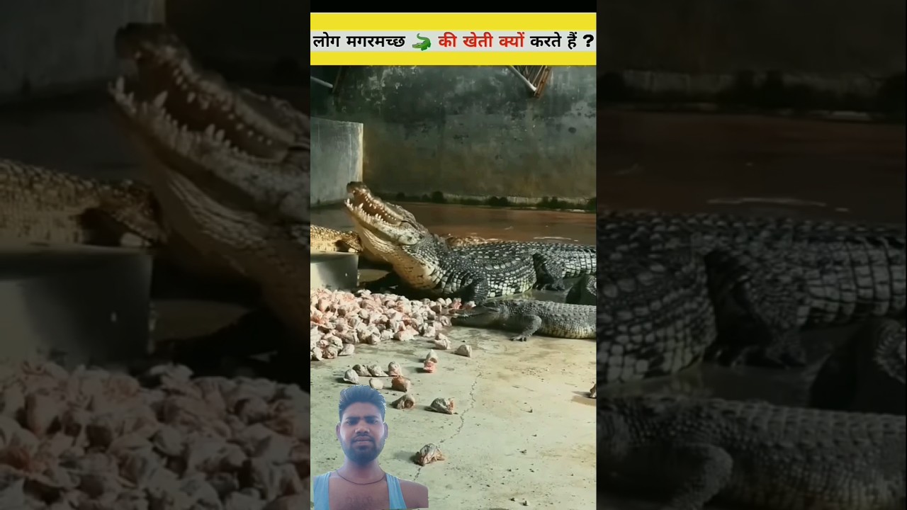 How to farm crocodiles? #facts #animals #amazing #new #sea #youtube #fish #subscribe #live #shorts