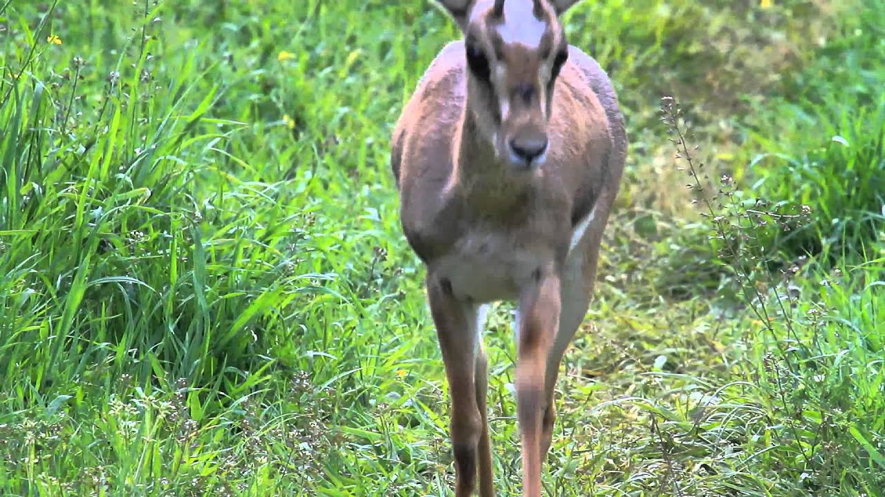 Gazelle Valley  first spring  עמק הצבאים, אביב ראשון
