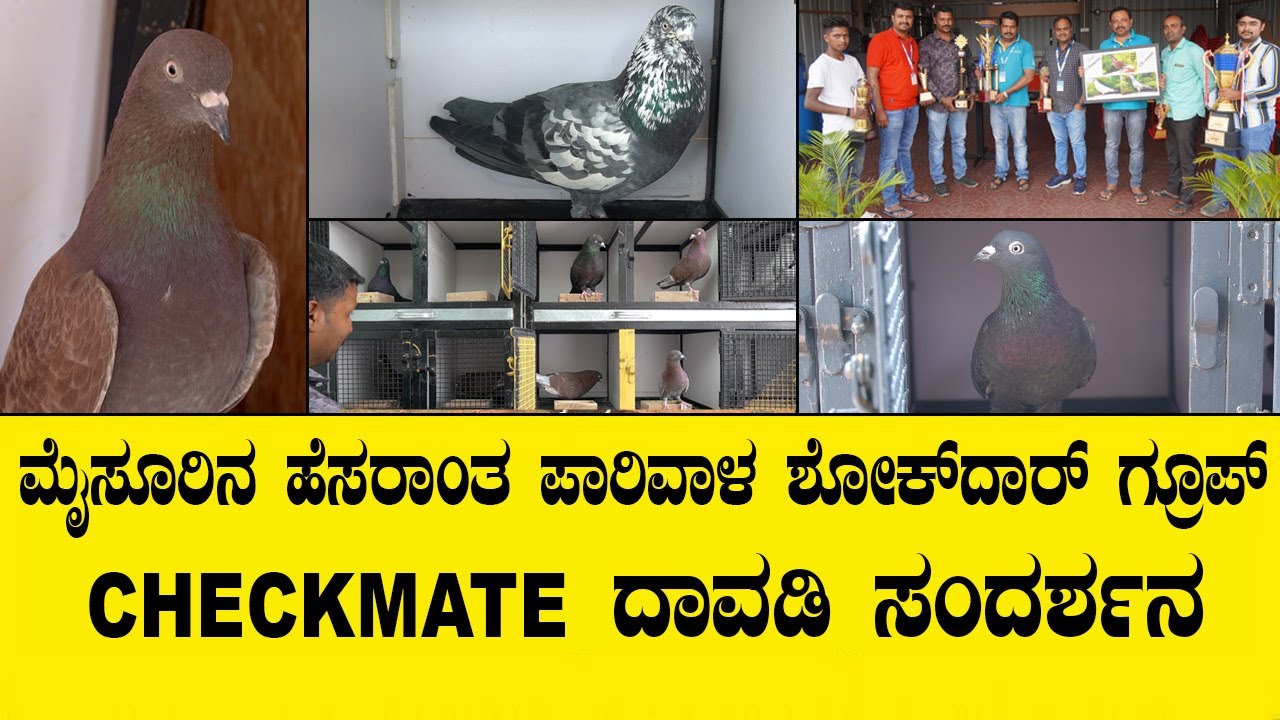 ಇವರ ಆಫೀಸ್ ನಲ್ಲಿ ಇರುವವರೆಲ್ಲರೂ ಪಾರಿವಾಳ ಶೋಕ್ ದಾರ್ ಗಳೇ|CHECKMATE PEGION DAVADI MYSORE