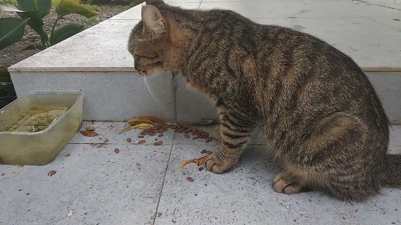 Hanging Out With My Cat While She Eats 😼🍽️ | Cute & Relaxing Moments 