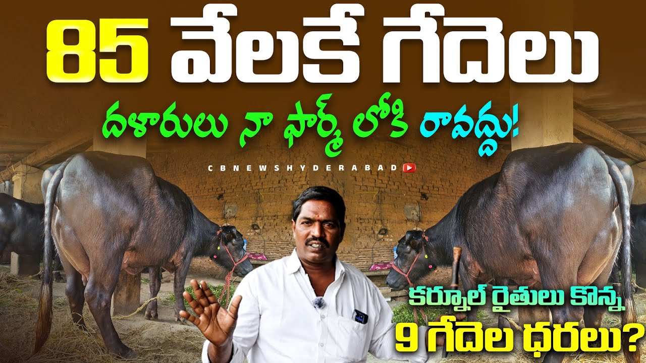 85 వేల కే ముర్రా గేదెలు నేను ఇస్తా! నేరుగా వస్తేనే! దళారులని నమ్మొద్దు | Murra Buffloes for sale