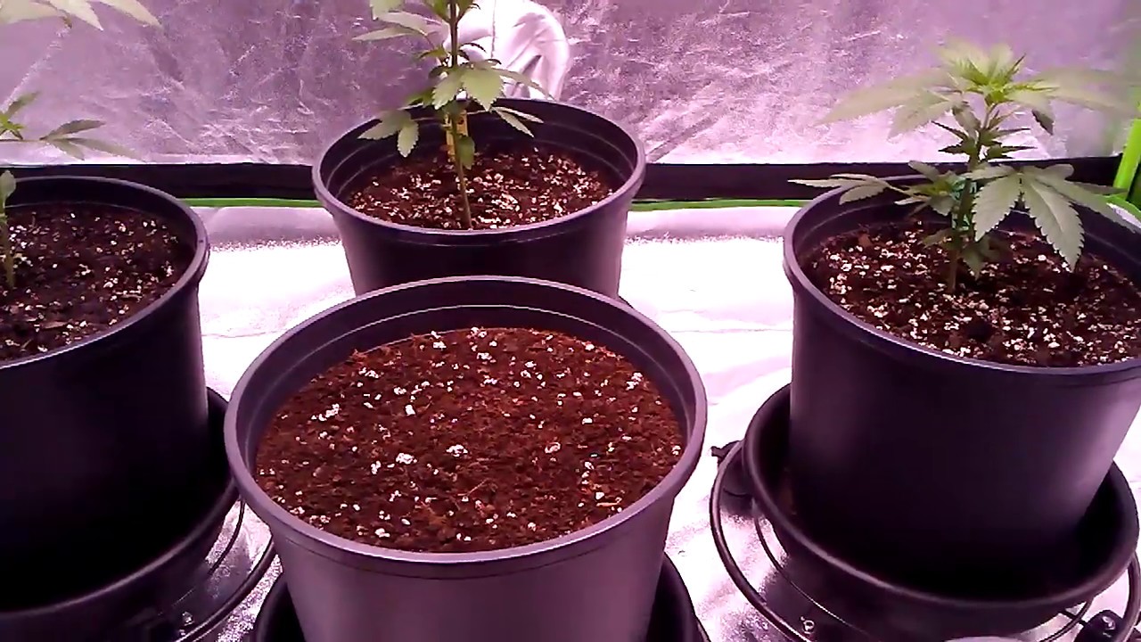 Planting another autoflower - Blue Dream'matic from Fast Buds