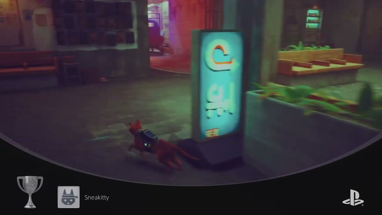 Stray “Sneakitty”