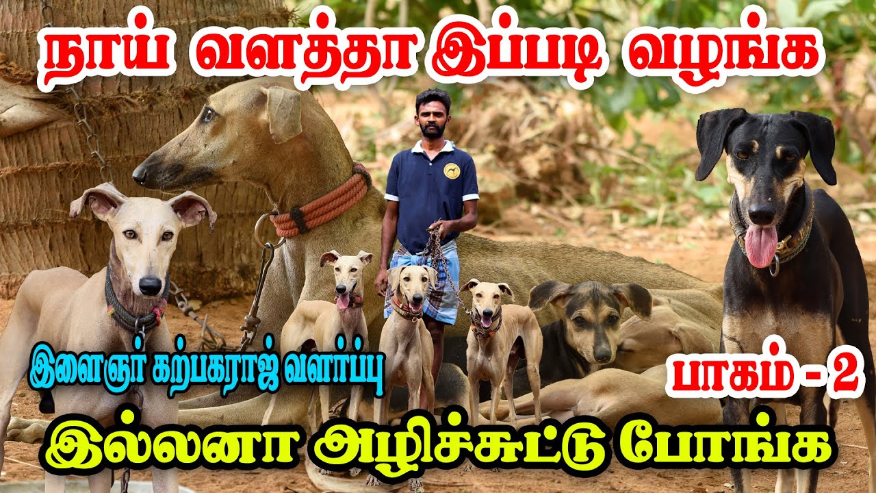 நாய் வளத்தா இப்படி வழங்க, இல்லனா அழிச்சுட்டு போங்க | தெளிவான பதில்கள் | கற்பகராஜ் | பகுதி - 2