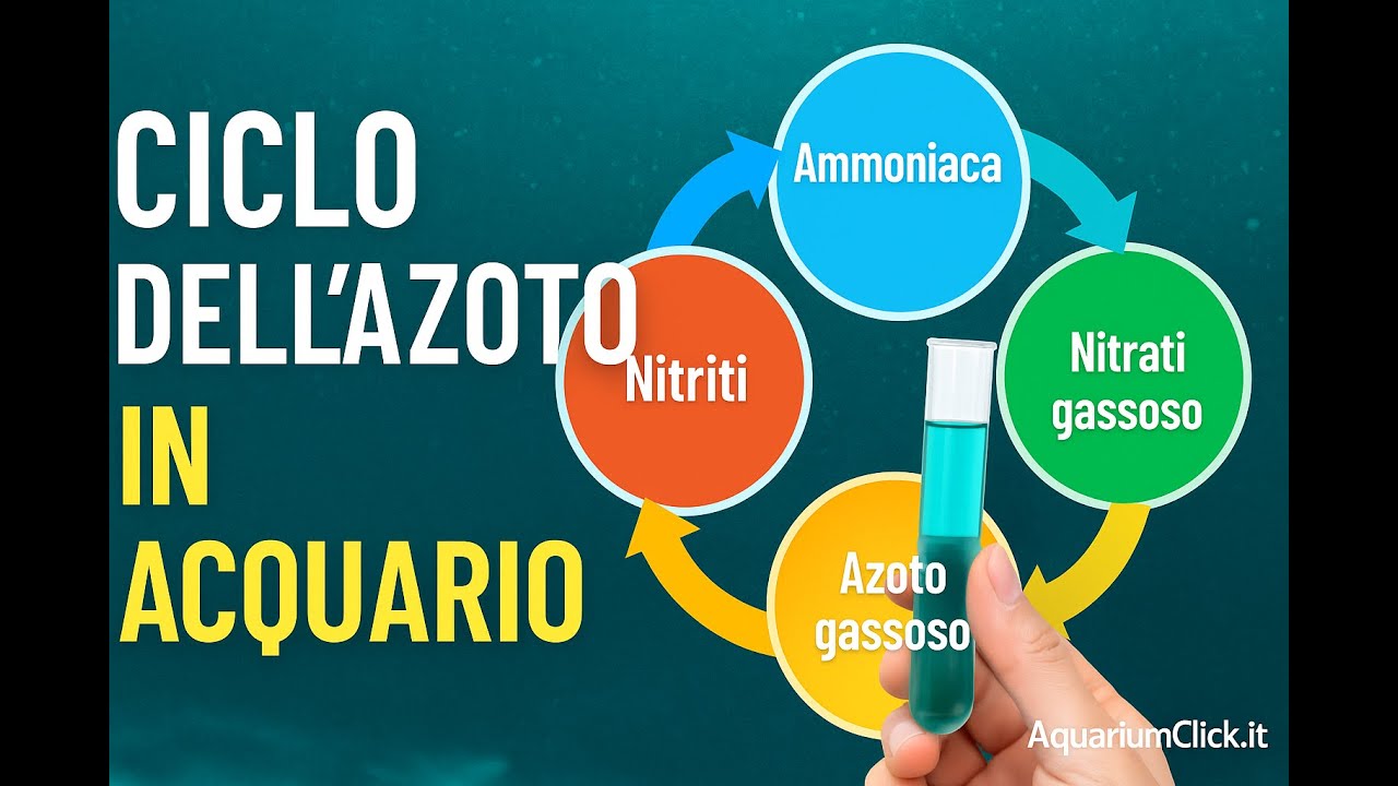 Ciclo dell'azoto in acquario