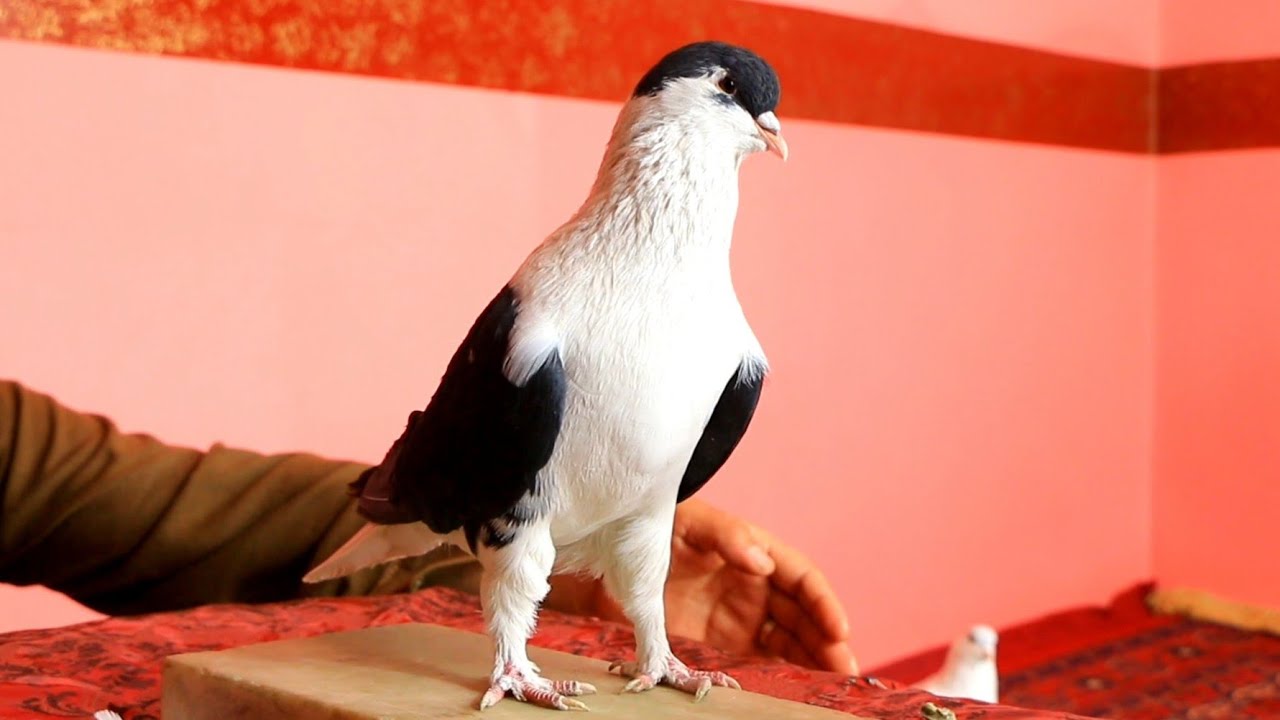 کفتر را 6,000 هزار دالر خریدار است- کنده کفتر را به هیچ صورت نمی فروشم Breeding pigeons collection