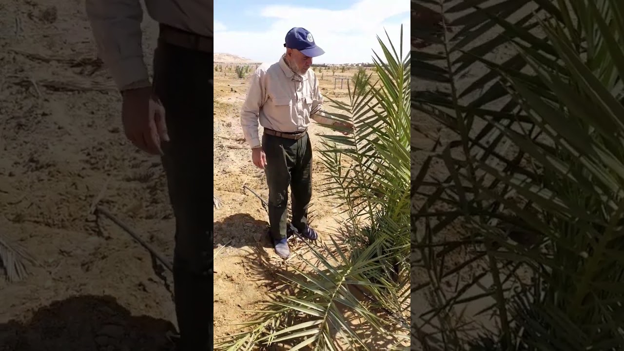 علاج تقزم و تجعد سعف النخيل