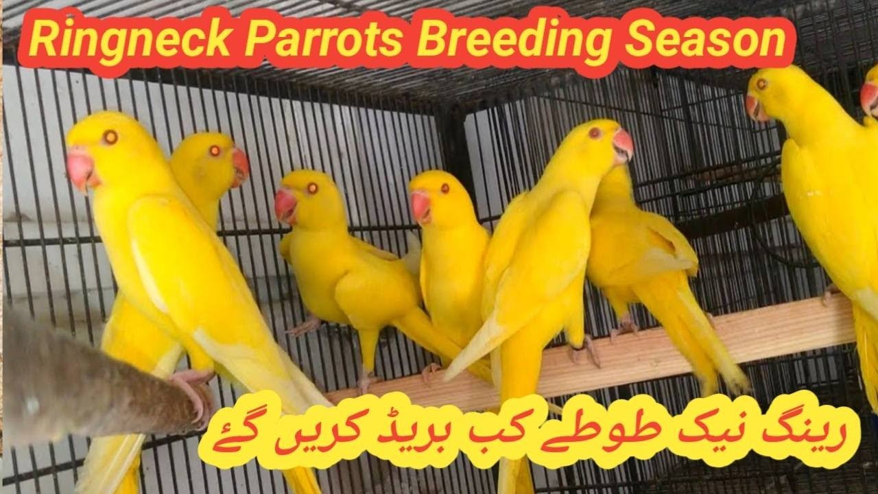 Ringneck Parrot Breeding Season | Complete information