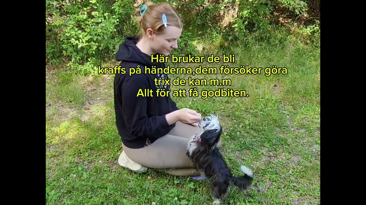 Valpövning. Bilvett + Kontaktövningar